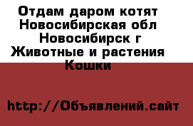 Отдам даром котят - Новосибирская обл., Новосибирск г. Животные и растения » Кошки   